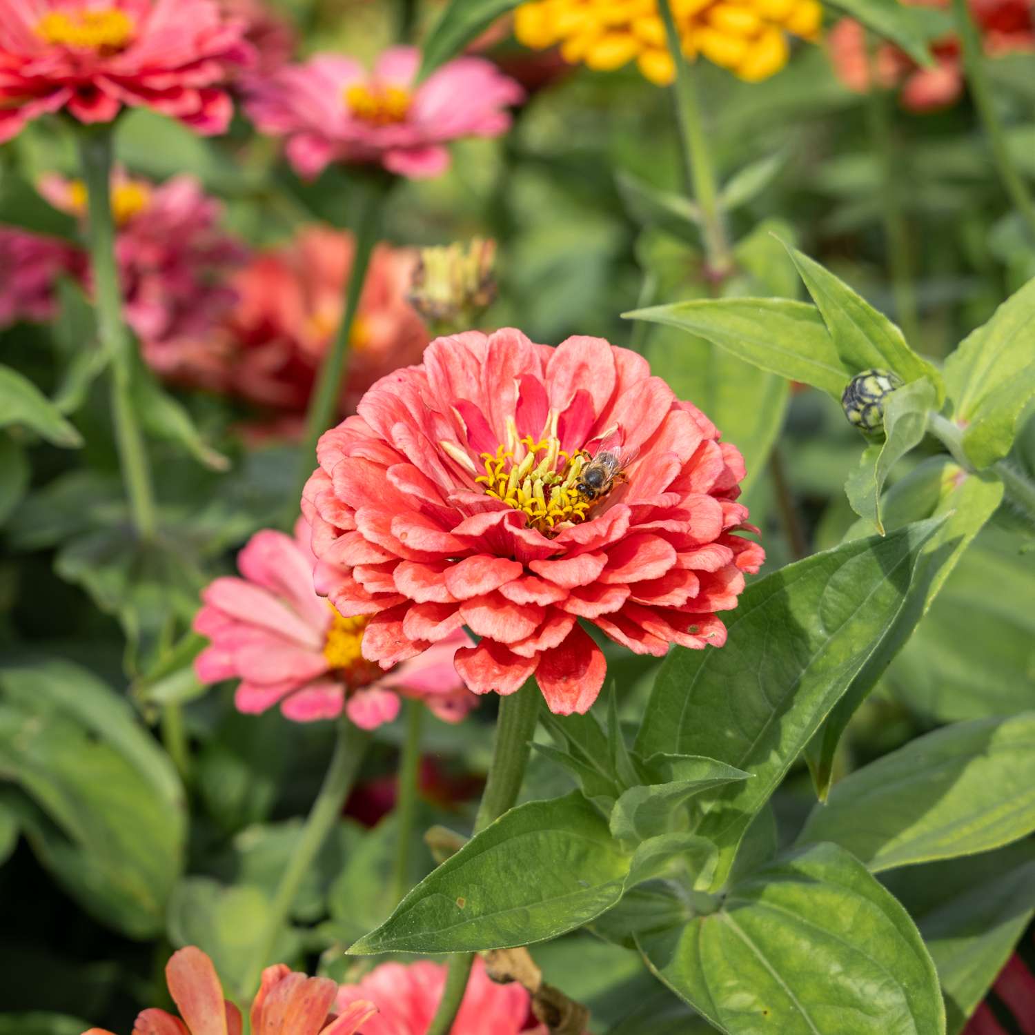 Zinnia 'Benarys Giant Carmine' (graines)